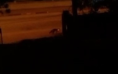 ev-sahibi-tilkiyi-kopeklerden-korudurk9rbmnuve