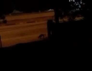 ev-sahibi-tilkiyi-kopeklerden-korudurk9rbmnuve