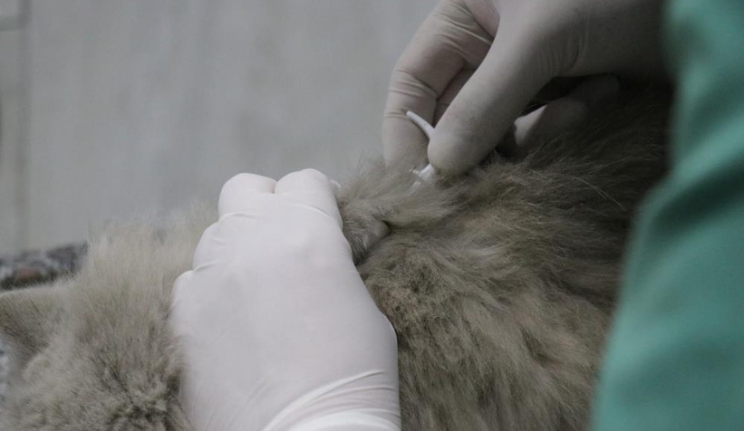 Evcil hayvanlara çip takılmasında son tarih 31 Aralık