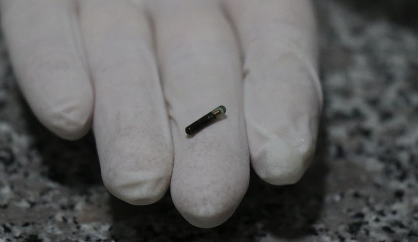 Evcil hayvanlara çip takılmasında son tarih 31 Aralık