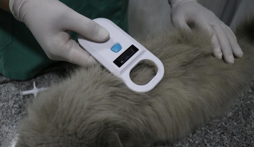 Evcil hayvanlara çip takılmasında son tarih 31 Aralık