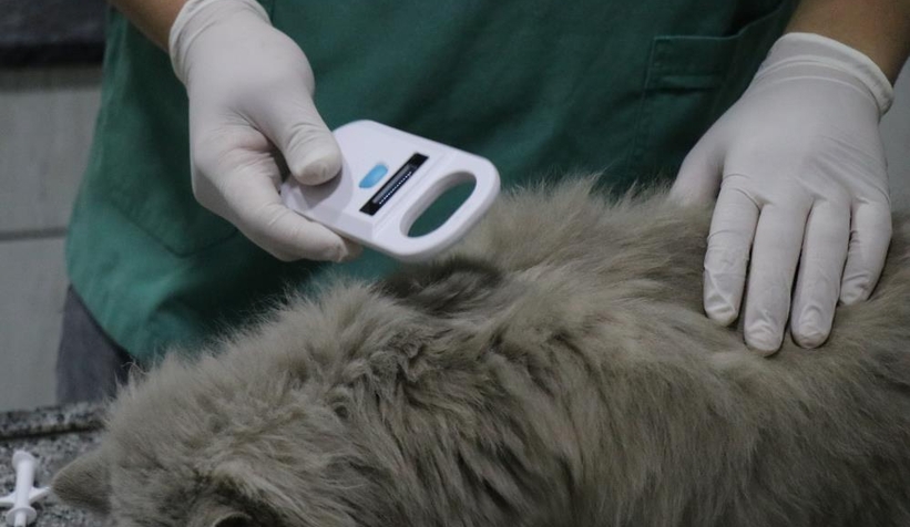 Evcil hayvanlara çip takılmasında son tarih 31 Aralık