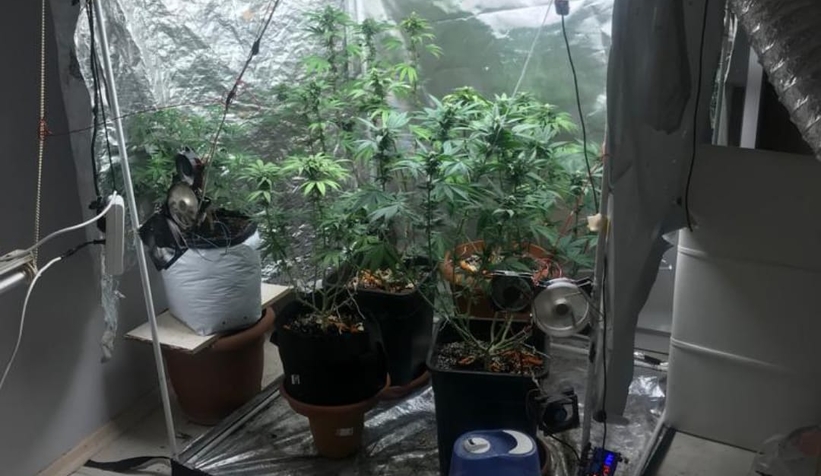 Evi esrar bahçesine çevirmiş