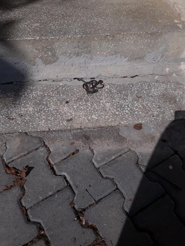 Evin temelinde yavru yılanlar bulundu