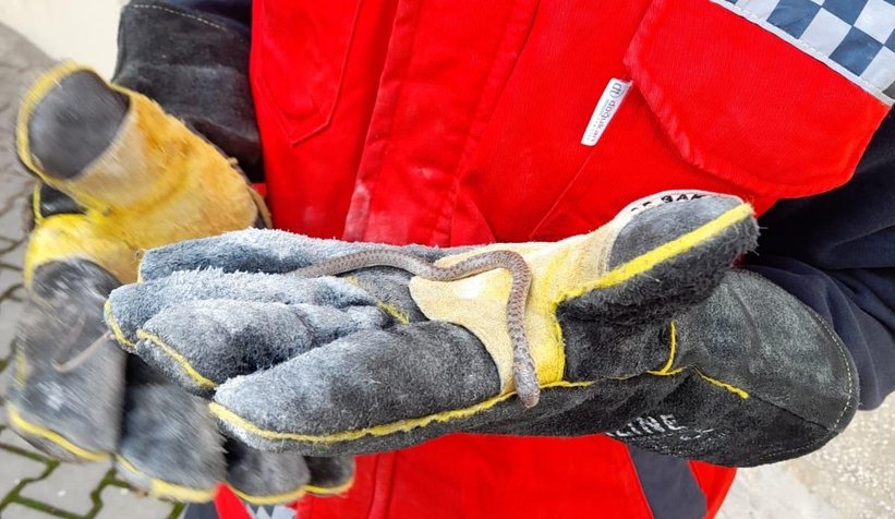 Evin temelinde yavru yılanlar bulundu