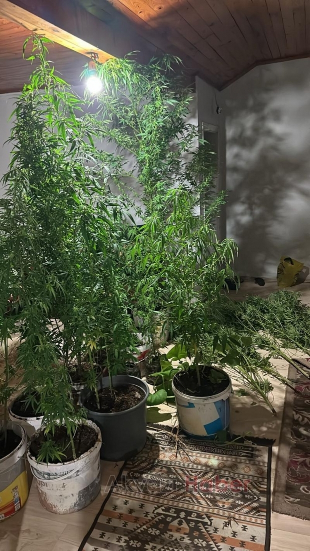 Evinde uyuşturucu yetiştiren zehir taciri yakalandı