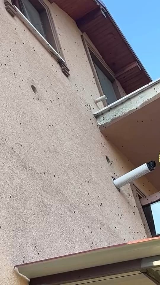 evleri-istila-ettiler-kahverengi-kokarcalar-evleri-sardirzzxk2tnel