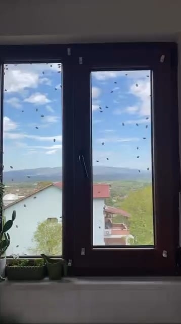 evleri-istila-ettiler-kahverengi-kokarcalar-evleri-sardirzzxk2tnel