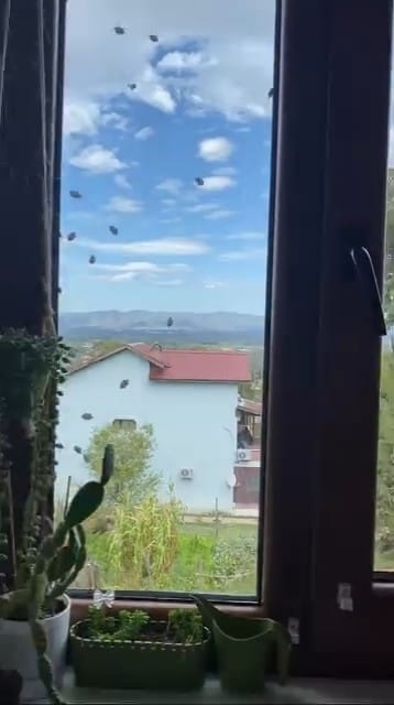 evleri-istila-ettiler-kahverengi-kokarcalar-evleri-sardirzzxk2tnel