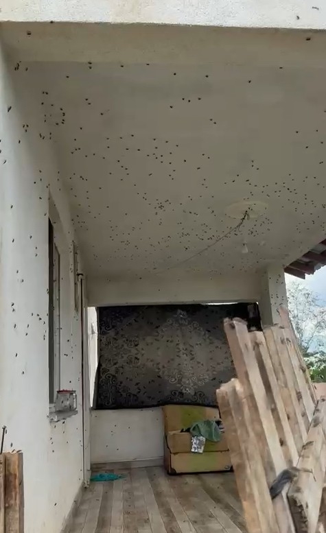 evleri-istila-ettiler-kahverengi-kokarcalar-evleri-sardirzzxk2tnel