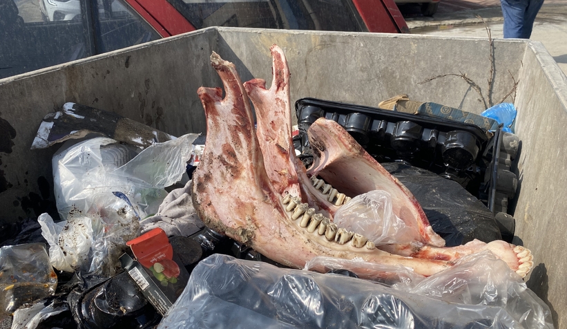 Eyvah! Çöpte eti sıyrılmış tek tırnaklı hayvan kemikleri bulundu