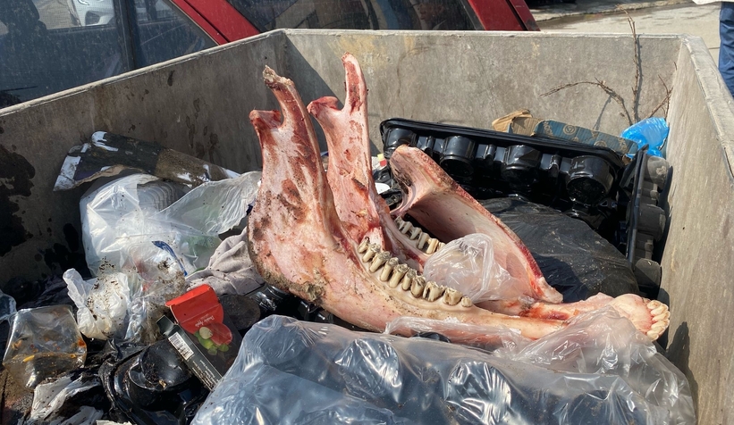 Eyvah! Çöpte eti sıyrılmış tek tırnaklı hayvan kemikleri bulundu