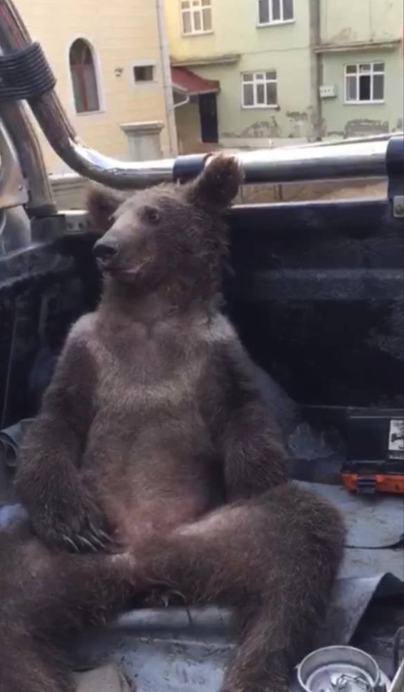 Fazla bal yiyen ayı kendinden geçti