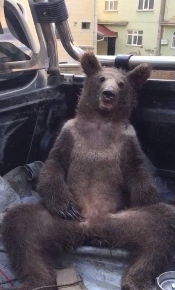 Fazla bal yiyen ayı kendinden geçti