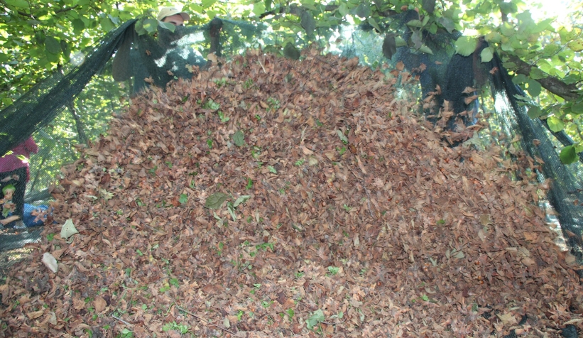 File örtüyle yapılan fındık hasadında maliyet düştü