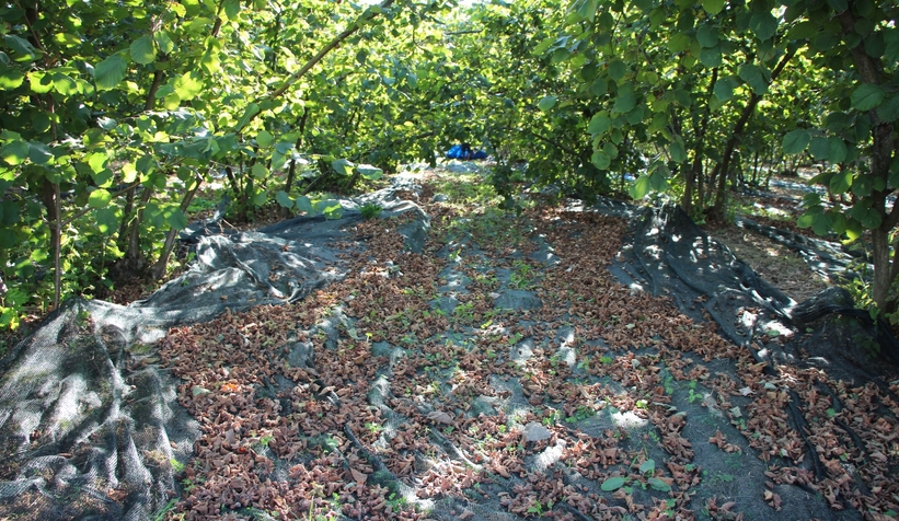 File örtüyle yapılan fındık hasadında maliyet düştü