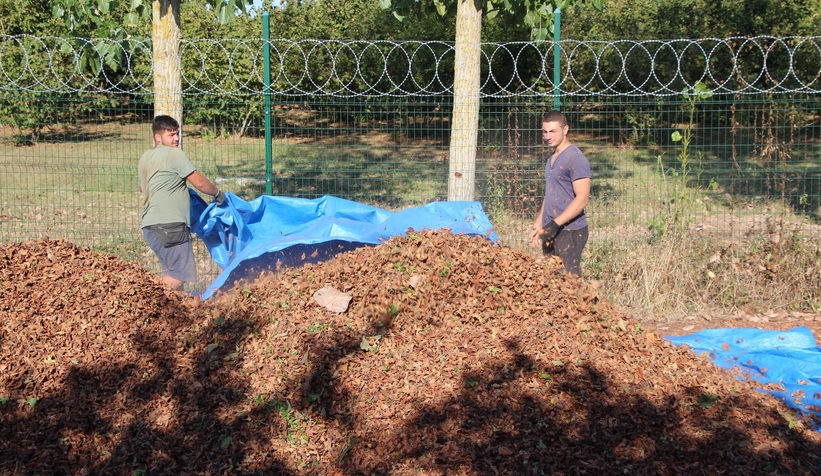 File örtüyle yapılan fındık hasadında maliyet düştü