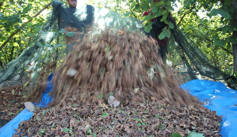 File örtüyle yapılan fındık hasadında maliyet düştü