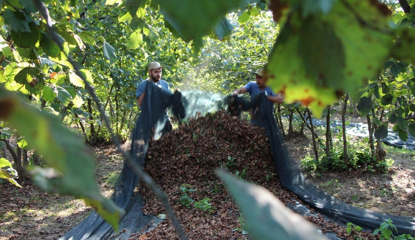 File örtüyle yapılan fındık hasadında maliyet düştü