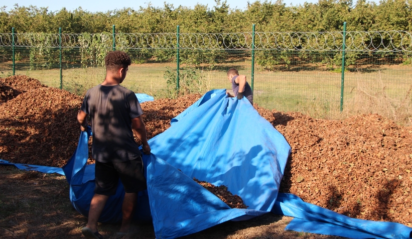 File örtüyle yapılan fındık hasadında maliyet düştü