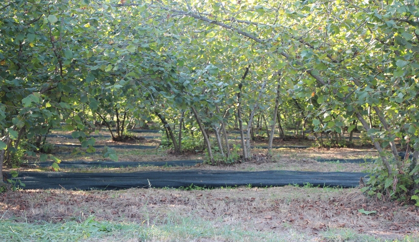 File örtüyle yapılan fındık hasadında maliyet düştü