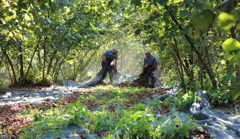 File örtüyle yapılan fındık hasadında maliyet düştü