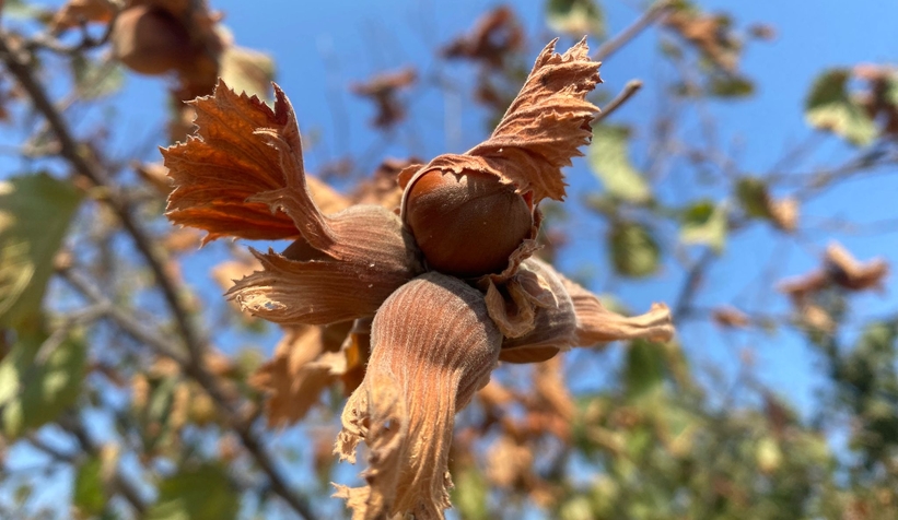 Fındığı kuraklık vurdu; Rekoltede büyük kayıp var