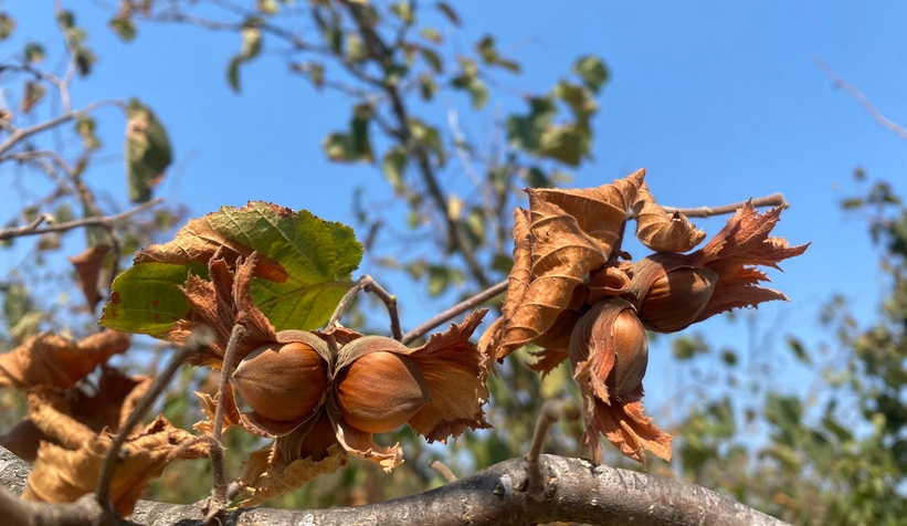 Fındığı kuraklık vurdu; Rekoltede büyük kayıp var