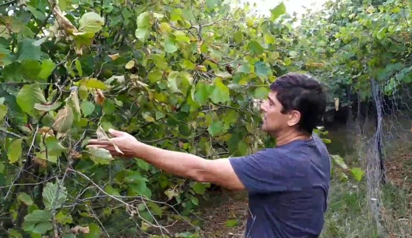 Fındığı toplayıp çaldılar