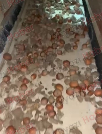 findik-diye-tas-satiyorlardi-bakin-ne-yaptiqkvcbjm2c3