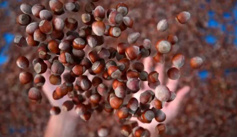 Fındık fiyatı rekora doymuyor