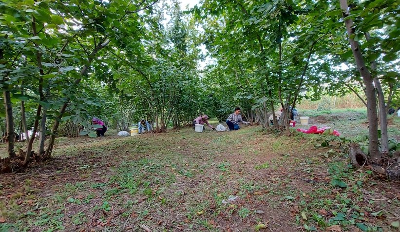 Fındık hasadı başladı