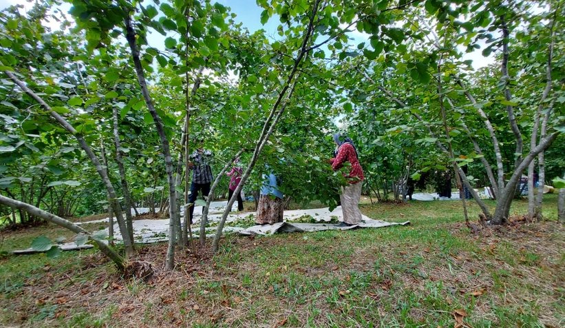 Fındık hasadı başladı