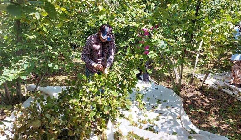 Fındık hasadı başladı