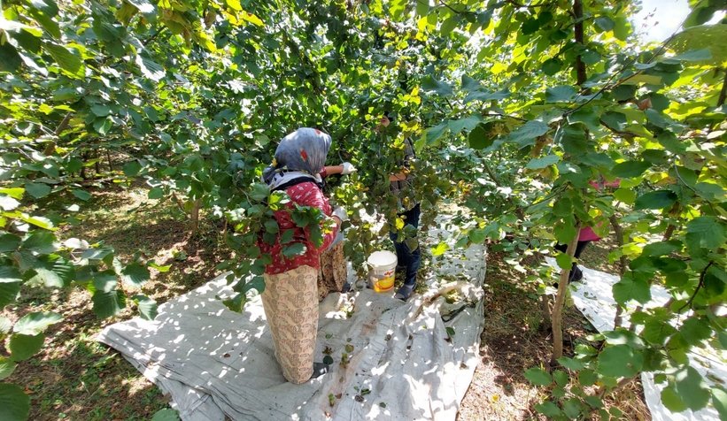 Fındık hasadı başladı