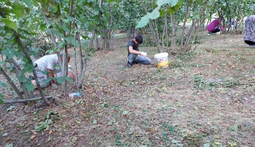 Fındık hasadı başladı