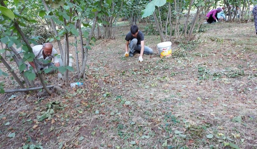 Fındık hasadı başladı