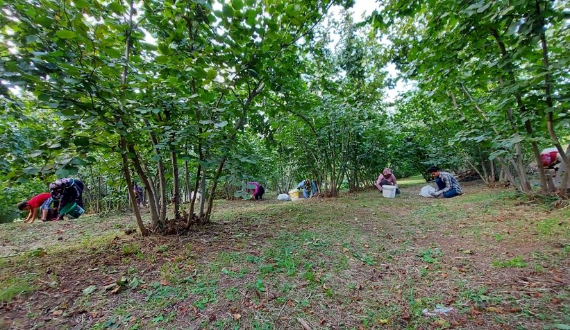 Fındık hasadı başladı