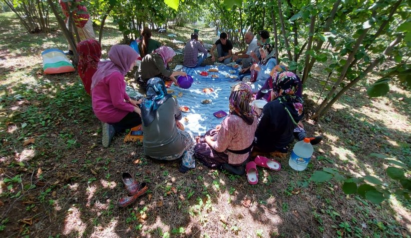 Fındık hasadı başladı