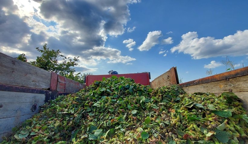 Fındık hasadı başladı