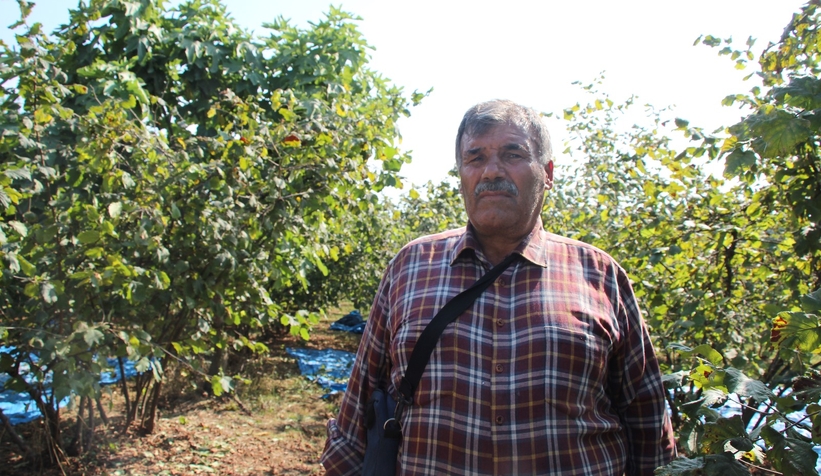 Fındık işçilerinin zorlu mesaisi