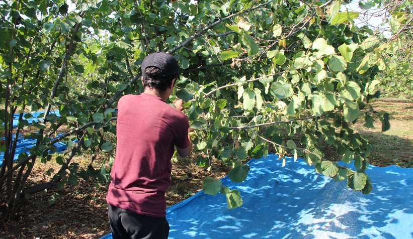 Fındık işçilerinin zorlu mesaisi