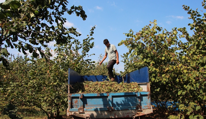 Fındık işçilerinin zorlu mesaisi