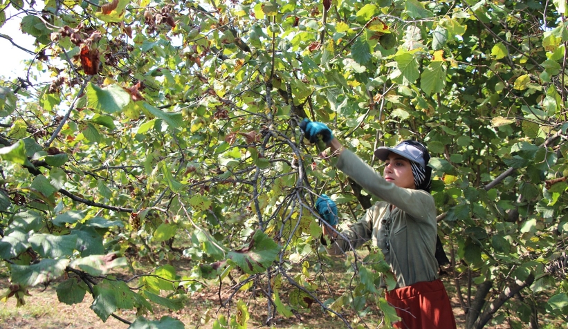 Fındık işçilerinin zorlu mesaisi