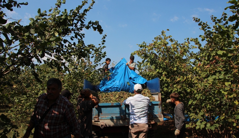 Fındık işçilerinin zorlu mesaisi