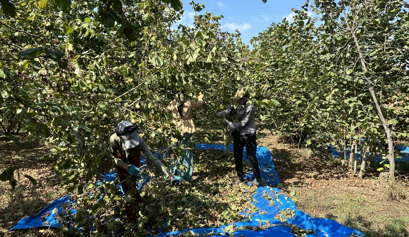 Fındık işçilerinin zorlu mesaisi