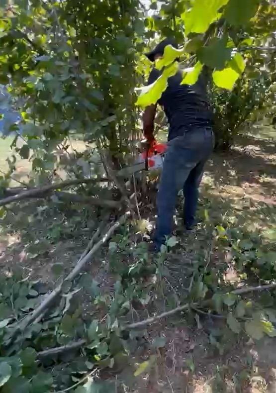 findik-para-etmiyor-diyerek-agaclari-kestiwexztzjydw