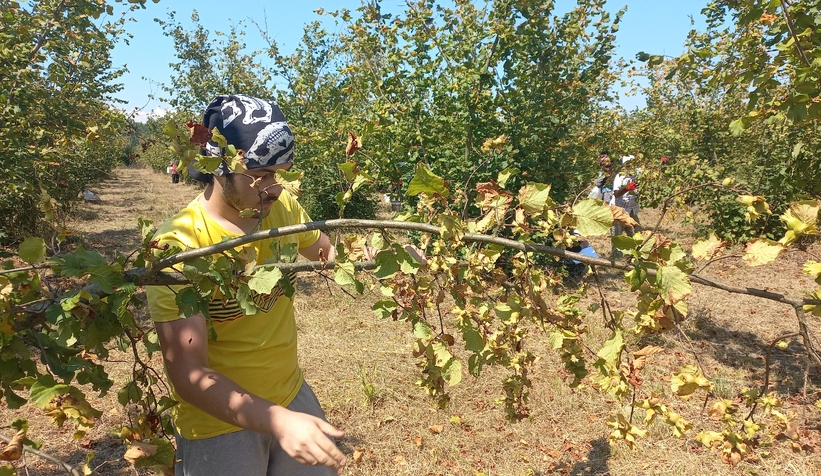 findikci-hasada-basladiwjz3ynf5cs