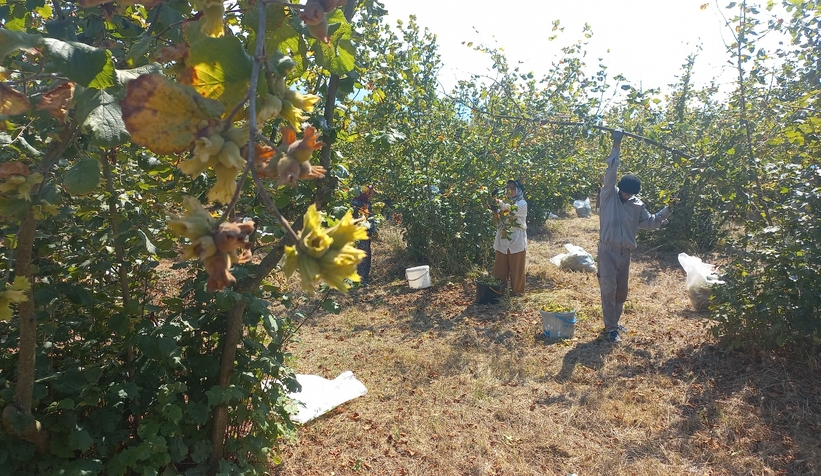 findikci-hasada-basladiwjz3ynf5cs