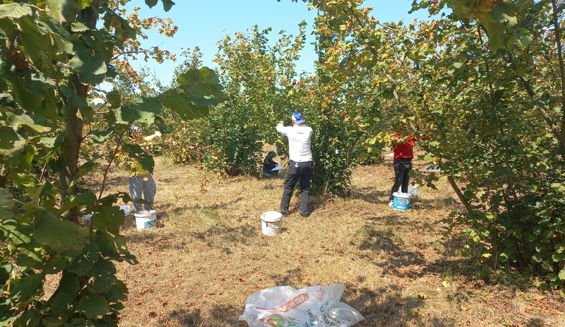 findikci-hasada-basladiwjz3ynf5cs